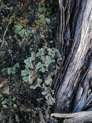 Riccia