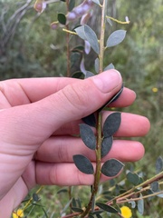 Acacia buxifolia