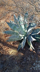 Agave colorata