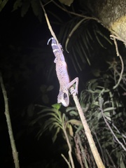 Carphodactylus laevis