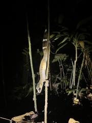 Carphodactylus laevis