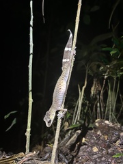 Carphodactylus laevis