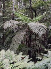Cyatheales
