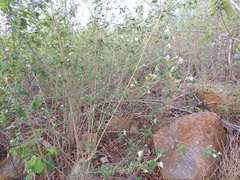 Lantana canescens