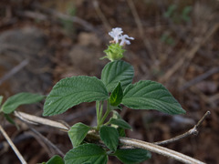 Lantana canescens