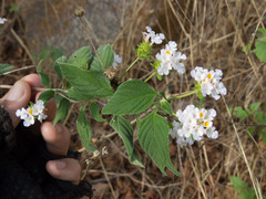 Lantana canescens