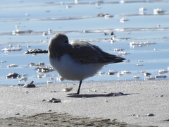 Calidris alba