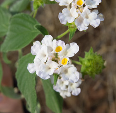 Lantana canescens