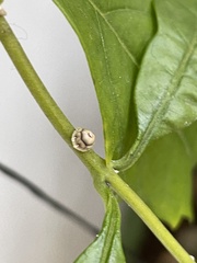 Ceroplastes cirripediformis