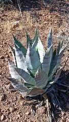 Agave colorata