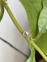 Ceroplastes cirripediformis