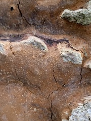 Fomitiporia punctata