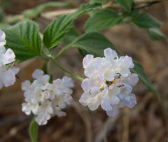 Lantana canescens
