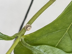 Ceroplastes cirripediformis