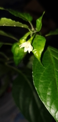 Capsicum annuum