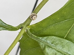 Ceroplastes cirripediformis