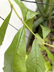 Ceroplastes cirripediformis
