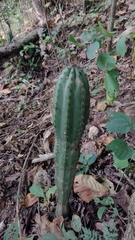 Pilosocereus