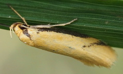 Philobota protecta
