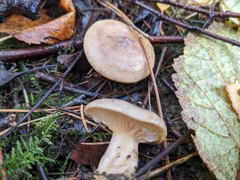 Lactarius glyciosmus