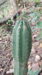 Pilosocereus