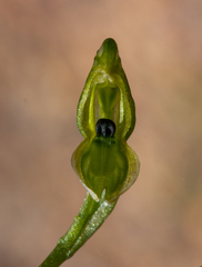 Pterostylis bicolor