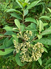 Pluchea carolinensis