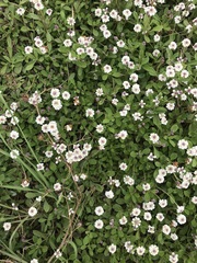 Phyla nodiflora minor