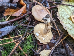 Lactarius glyciosmus