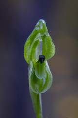 Pterostylis bicolor
