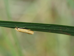 Philobota protecta