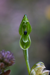 Pterostylis bicolor