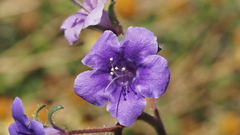 Phacelia minor