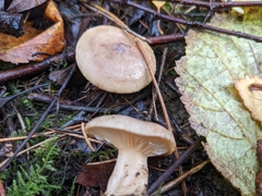 Lactarius glyciosmus
