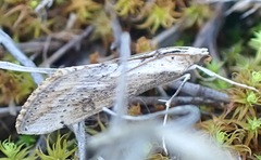 Evergestis isatidalis