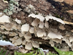 Trametes pubescens