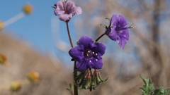 Phacelia minor