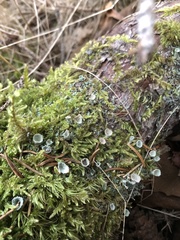 Cladonia fimbriata