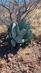 Agave colorata