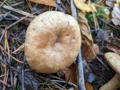 Lactarius glyciosmus