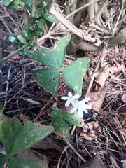 Oxalis triangularis