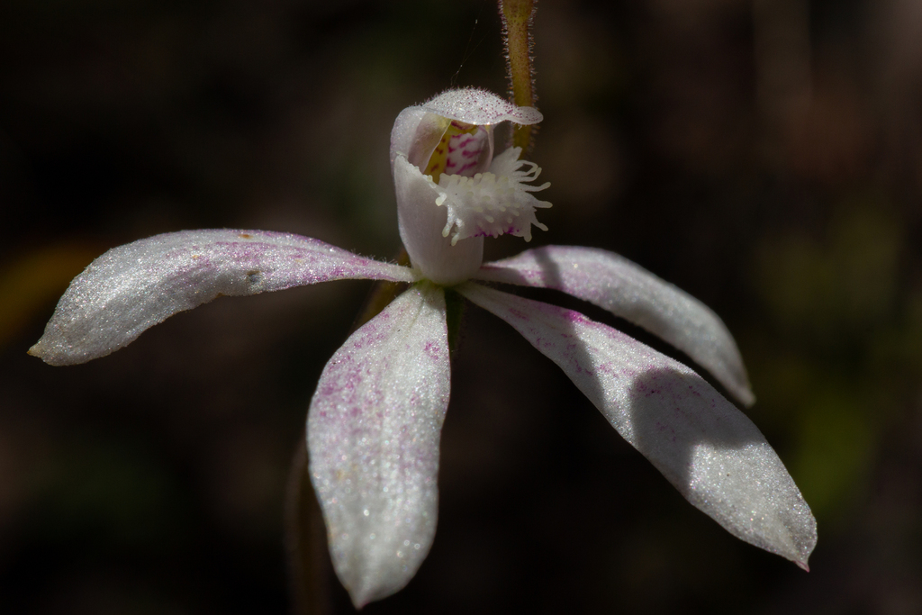 Caladenia dimorpha