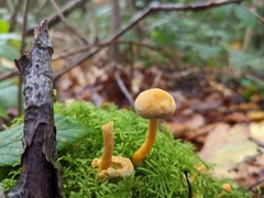 Cyptotrama chrysopepla