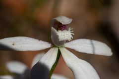 Caladenia dimorpha