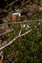 Caladenia dimorpha