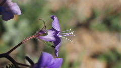 Phacelia minor
