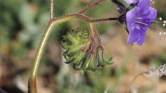 Phacelia minor