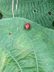 Cucujiformia