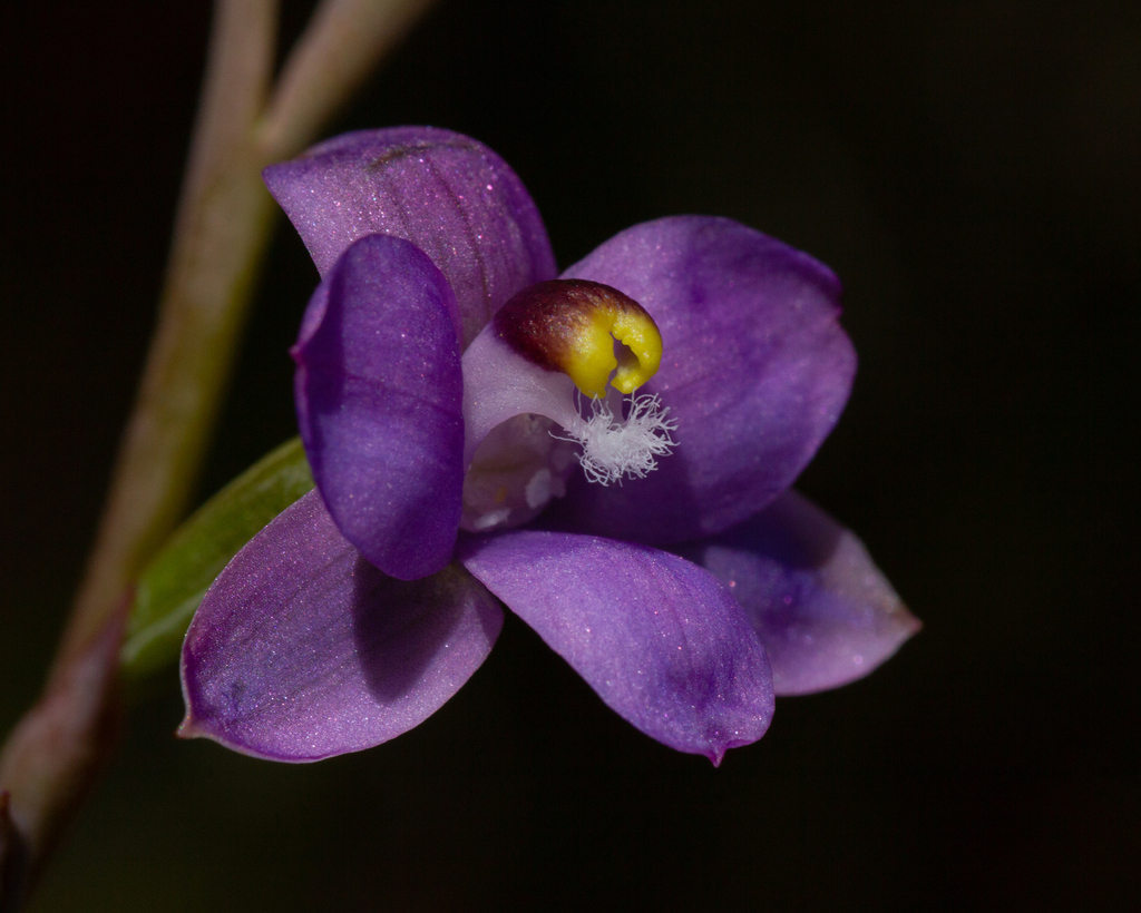 Thelymitra peniculata