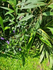 Ruellia simplex